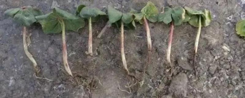 立枯病的防治方法,附立枯病的发病规律