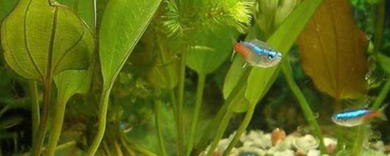红绿灯鱼的寿命多长(红绿灯鱼养多久长大)
