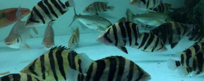 虎鱼和龙鱼怎么混养（虎鱼和龙鱼怎么混养视频）