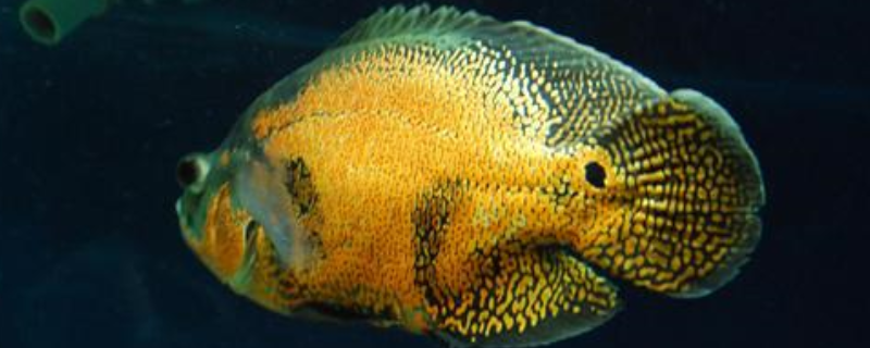 地图鱼混养什么好，附混养注意事项（地图鱼怎么混养）