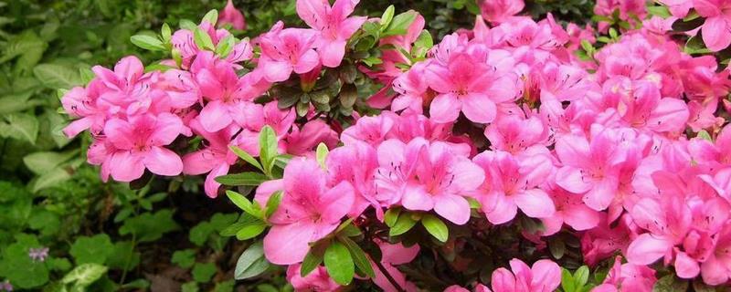 杜鹃花有毒吗（红色杜鹃花有毒吗）