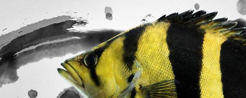 虎鱼和什么鱼混养 虎鱼和什么鱼混养好