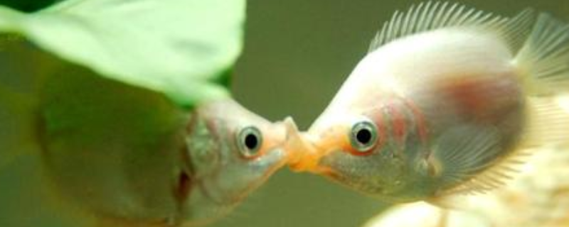 接吻鱼好不好养殖(接吻鱼好养活吗)