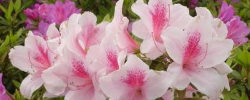 杜鹃花的养殖方法和注意事项,附其盆土要求