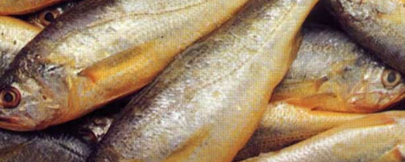 黄花鱼是海鱼吗 三都港黄花鱼是海鱼吗
