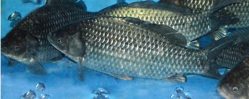 鲫鱼的寿命一般多长，附其生活习性（鲫鱼的寿命一般是多长时）