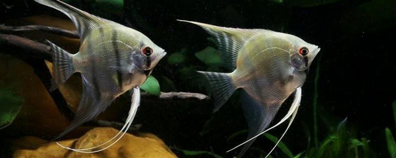 神仙鱼吃什么饲料(神仙鱼吃什么饲料比较好)