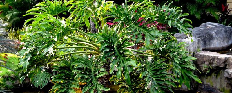 龟背竹的养殖方法，附其繁殖方式（龟背竹的繁殖方法常用）