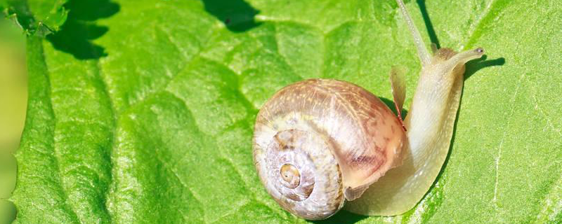 蜗牛是益虫还是害虫，有哪些价值（蜗牛是益虫还是害虫?为什么?）