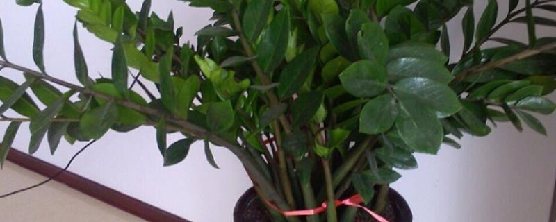 金钱树有毒吗 金钱树有毒吗?能在家里养吗?