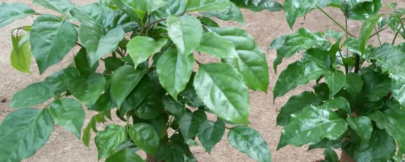 幸福树的养殖方法和注意事项,附其生长习性