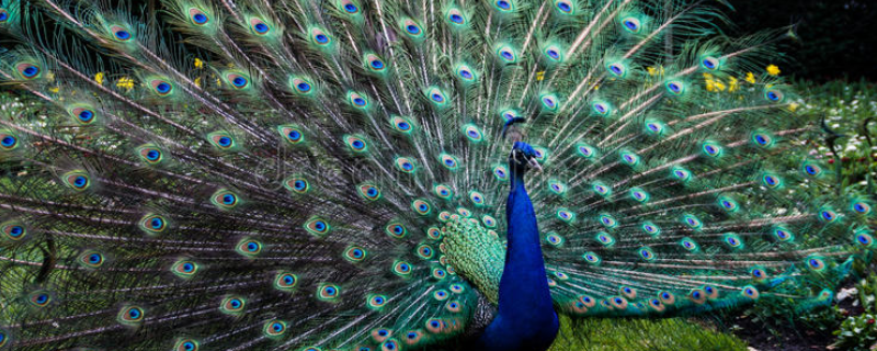 孔雀和凤凰的区别，有以下四个方面（孔雀和凤凰的区别是什么）