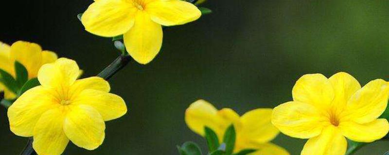 迎春花什么时候开花（迎春花什么时候开花呢）