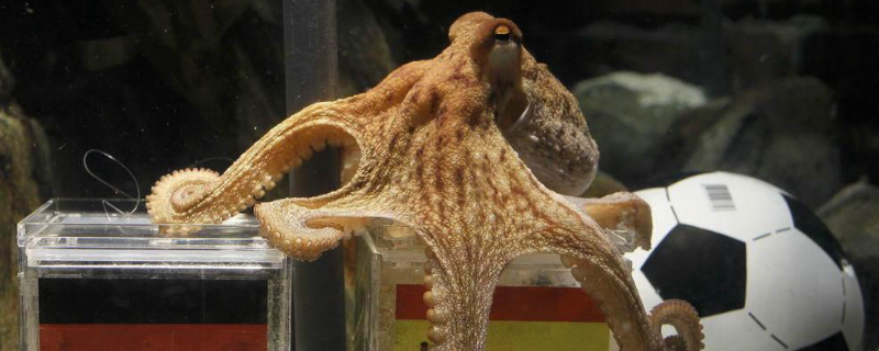 章鱼智商很高吗（章鱼智商很高吗?）