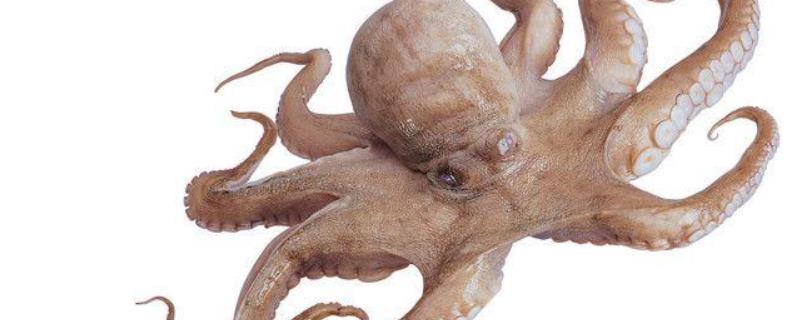 乌贼有几条腿 乌贼有几条腿图片