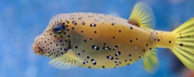 河豚和河鲀的区别，有以下四方面 河鲀与河豚的区别