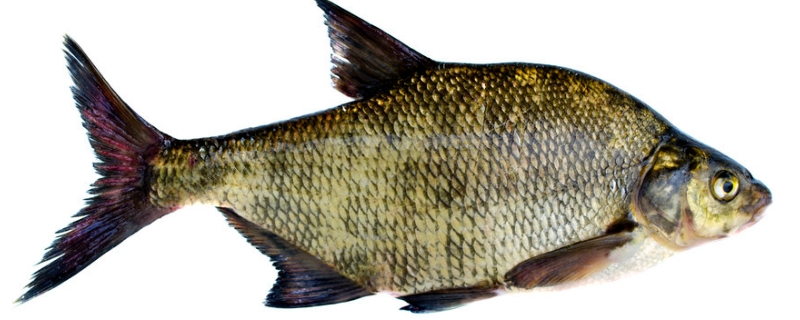 鳊鱼吃什么食物 野生鳊鱼吃什么食物