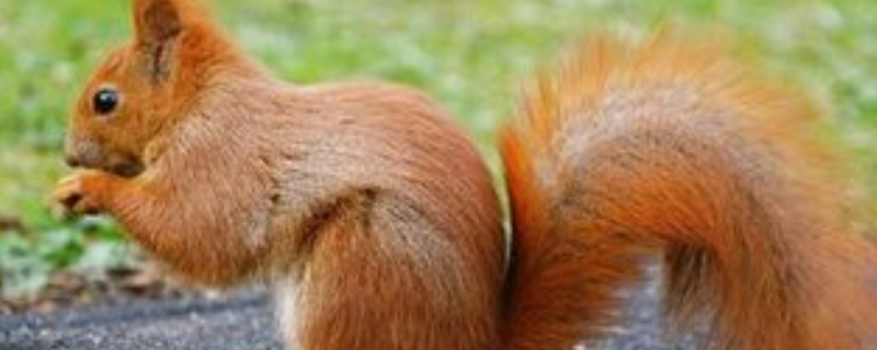 松鼠和老鼠的区别，有以下四方面（松鼠跟老鼠是一个种类吗）