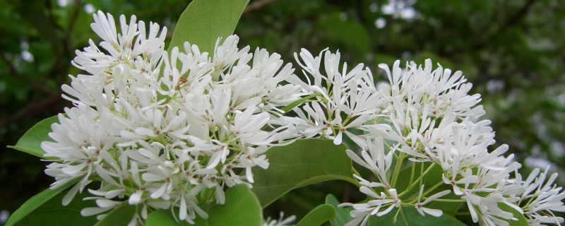 流苏树扦插技术，附流苏树的特征 流苏树的扦插繁殖技术
