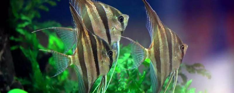 神仙鱼怎么分公母(神仙鱼怎么分公母图片)