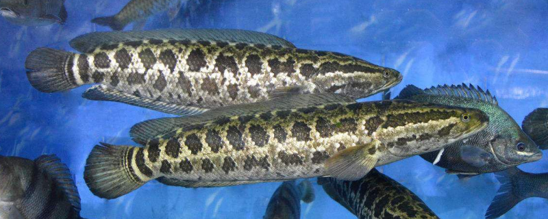 黑鱼的生活习性,有什么特点(黑鱼生长环境特点)