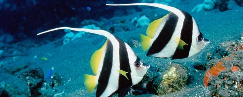 神仙鱼和什么鱼混养(神仙鱼跟什么鱼混养好)