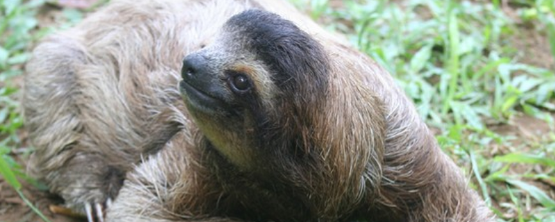 树懒为什么没灭绝 树懒为什么濒危