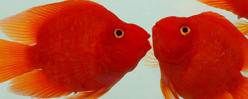 鹦鹉鱼和什么鱼混养好 鹦鹉鱼和什么鱼混养最好