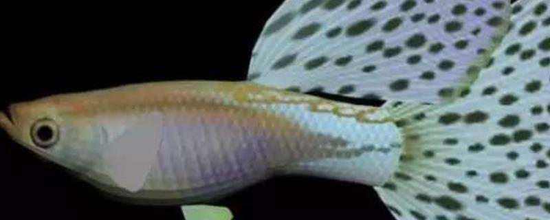 孔雀鱼疾病防治技术，疾病的病因（孔雀鱼常见疾病及防治方法整理）