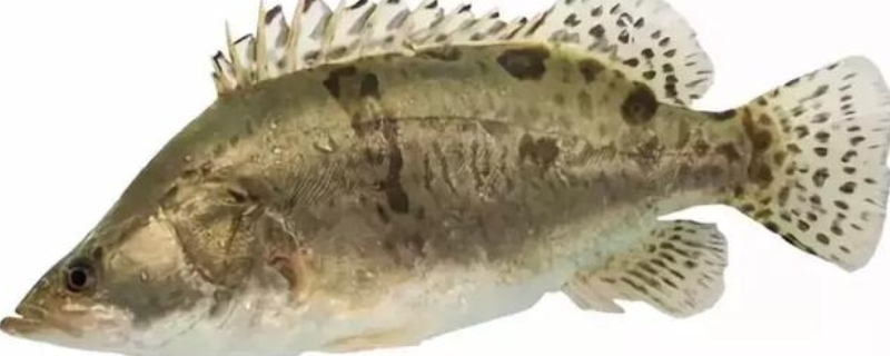 鳜鱼的生活习性，附食性和繁殖习性 鳜鱼生物学特性中哪些内容和 其养殖有直接的联系?