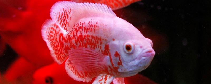 观赏鱼的四季管理，附各季节特点（简述观赏鱼的饲养管理要点）