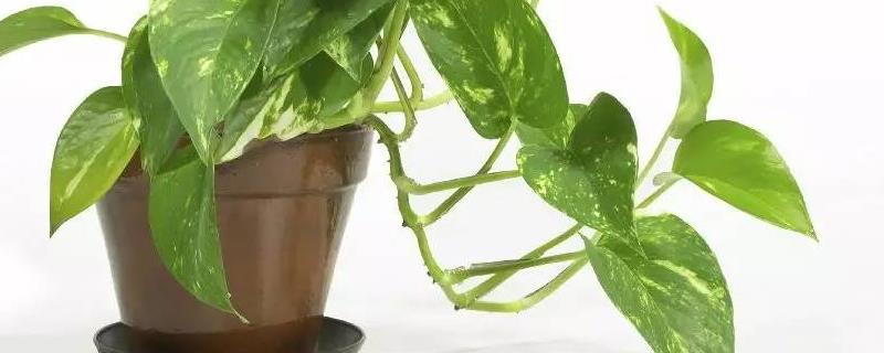 绿萝和万年青的区别,详细介绍(绿萝和万年青的区别,详细介绍图片)