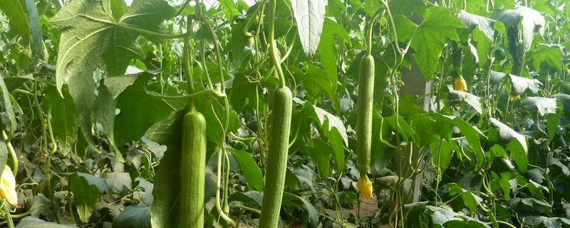 丝瓜什么时候种植，种植方法有哪些（丝瓜的种植时间和种植方法）