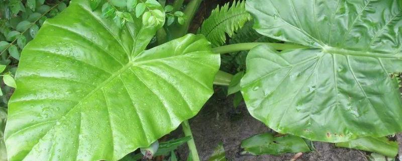 滴水观音多久浇一次水（滴水观音多久浇一次水比较好）