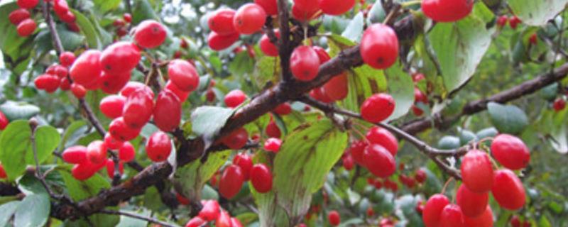 山茱萸的产地分布，附其产地环境 山茱萸分布地区