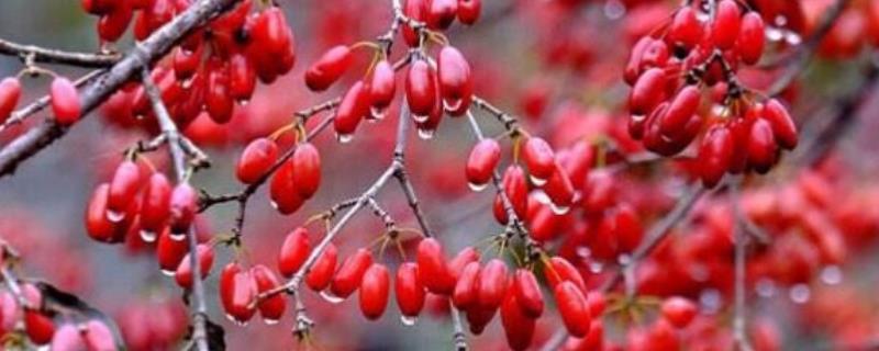 山茱萸的繁殖方法，具体怎么操作 山茱萸怎么育苗