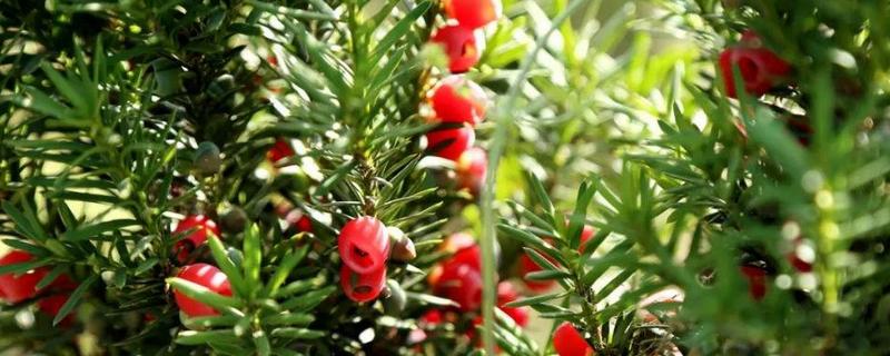 红豆杉叶子黄了怎么办（红豆杉怎么黄叶掉叶子）