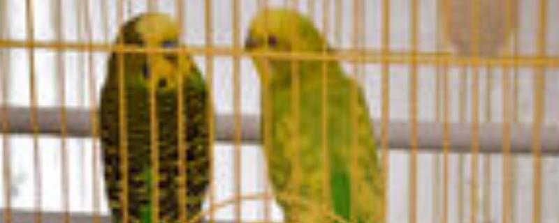 鹦鹉吃什么食物 虎皮鹦鹉吃什么食物