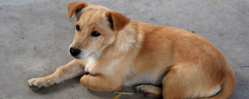 中华田园犬好不好饲养（为什么不建议养中华田园犬）