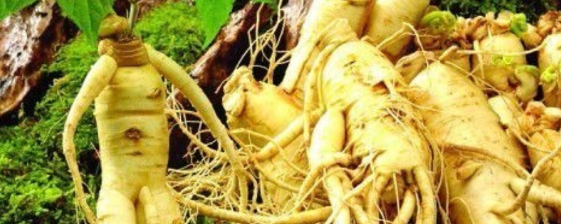 西洋参病虫害防治技术，附发病特征 人参的病虫害及其防治