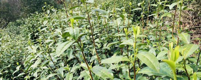 碧螺春产地是哪里 碧螺春产于哪里?