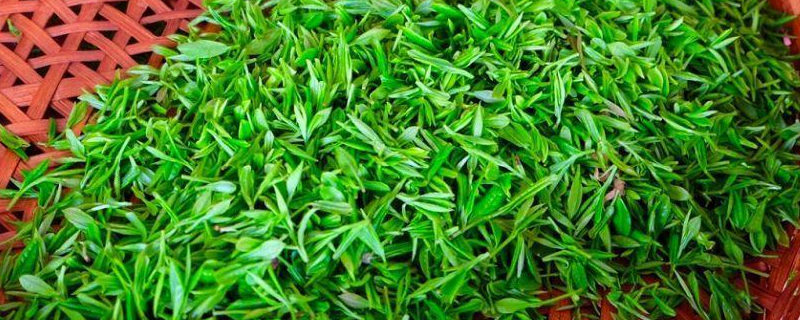 碧螺春是什么茶 碧螺春是什么茶种类