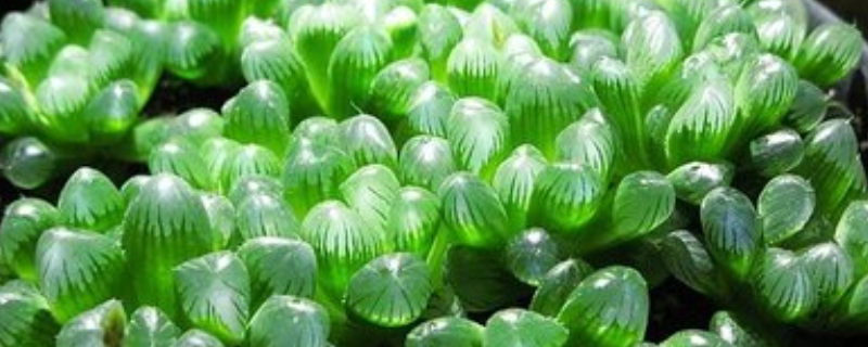 冰灯玉露有什么用 冰灯玉露和宫灯玉露区别