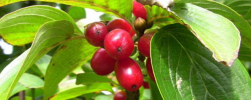 山茱萸病虫害防治技术，附防治要点（吴茱萸病虫防治用什么农药）