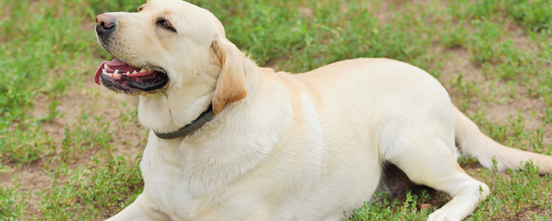 拉布拉多犬怎么看纯不纯 拉布拉多犬怎么看纯不纯?