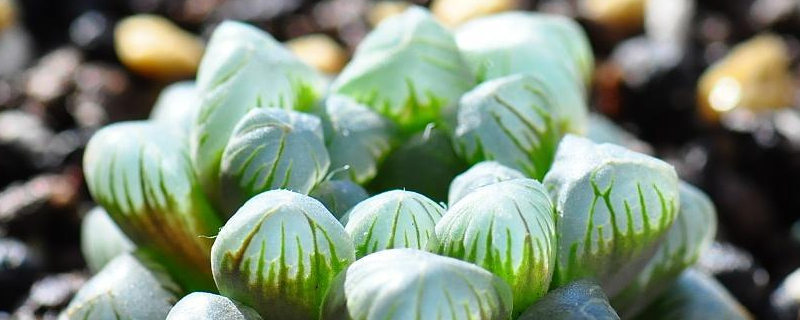 冰灯玉露和姬玉露的区别有哪些 紫姬玉露和冰灯玉露的区别