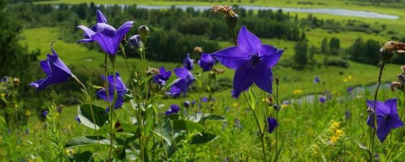 桔梗的产地分布，附桔梗品种分类（桔梗主要产地）