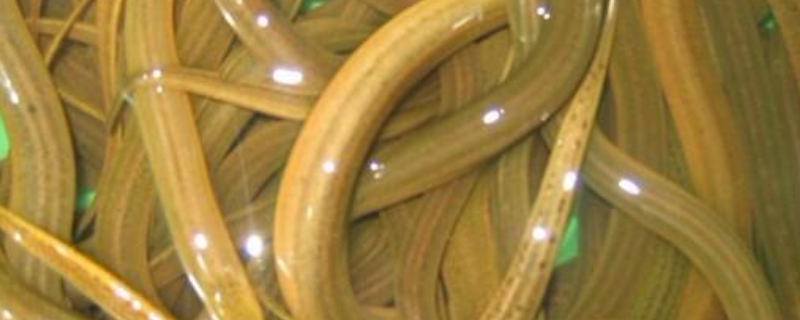 有什么捕捉黄鳝泥鳅的方法吗（自制捕捉泥鳅与黄鳝的工具）