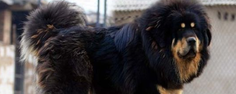藏獒吃什么狗粮好 藏獒吃什么狗粮好呢