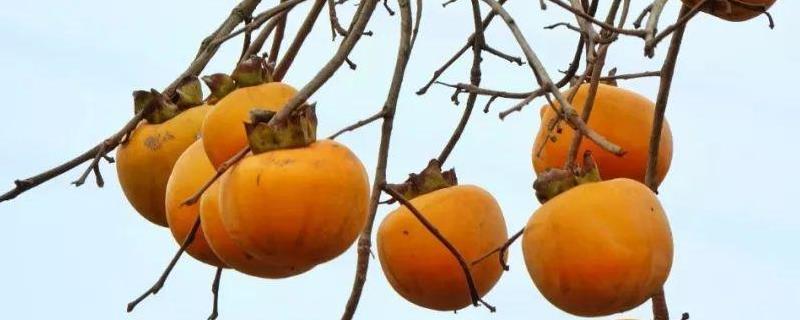 柿子和西红柿的区别,详细介绍(西红柿跟柿子有什么区别)